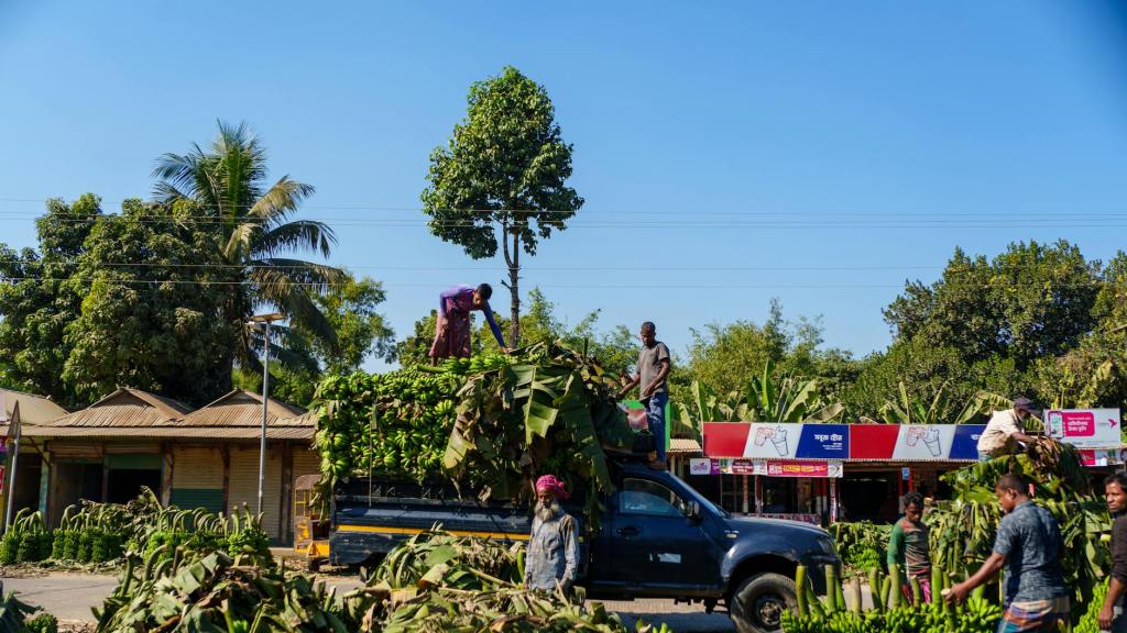 workers loading bananas onto truck in madhupur